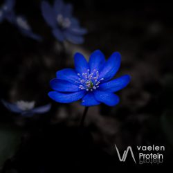 Vaelen - Protein 3000x3000-01